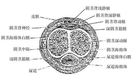 男人陰莖|人體解剖學/男性生殖器